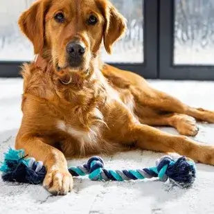 Dog on carpet | CarpetsPlus COLORTILE